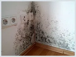 Pompano Beach Restoration Expert Pompano Beach, FL 561-257-3332 - sid-mold-wgr-28
